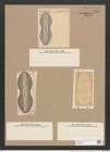 Navicula bomboides A.Schm. (de-Toni-Nr.: Genus 1, Species 203) Zeichnungen Sammlung Grunow Nr. 519 (NHMW-BOT-W0366865)